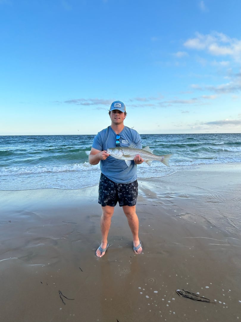 Striped Bass caught by joebasso18