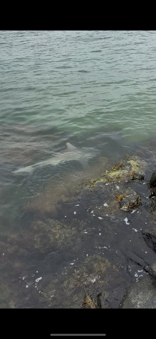 Sandbar Shark caught by joebasso18