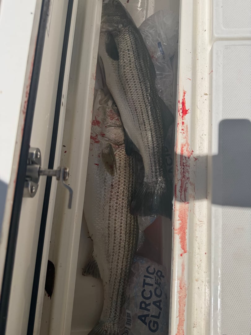 Striped Bass caught by Kristopher Meola