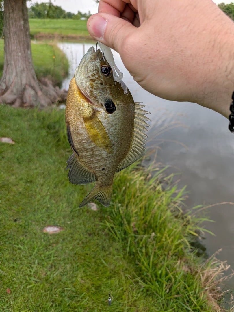 Bluegill caught by Scott Van Wye