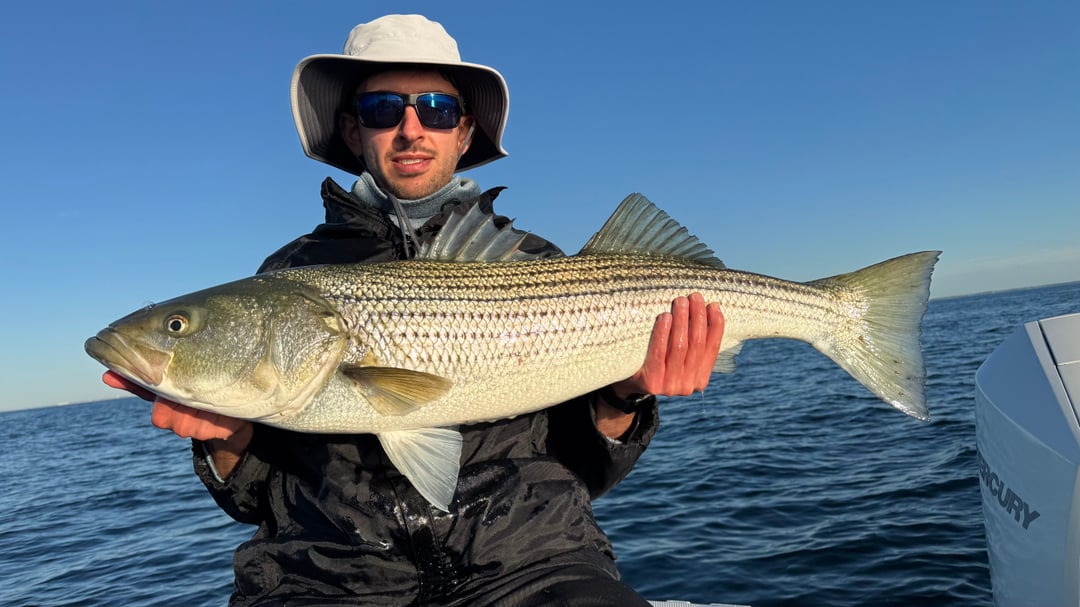 Striped Bass caught by nfederico5