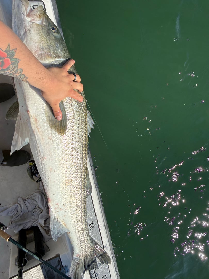 Striped Bass caught by striperswiper98
