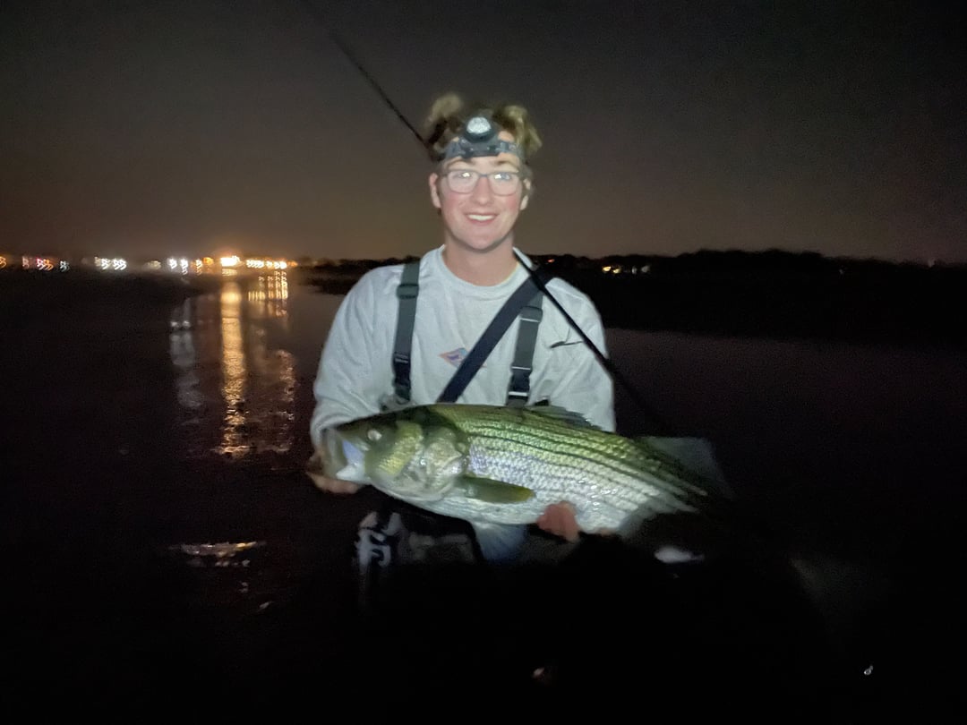 Striped Bass caught by Sam Pierson