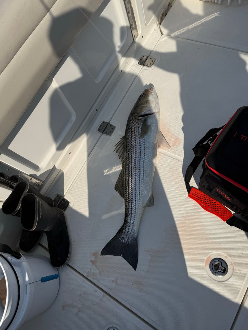Striped Bass caught by Charles Svirk