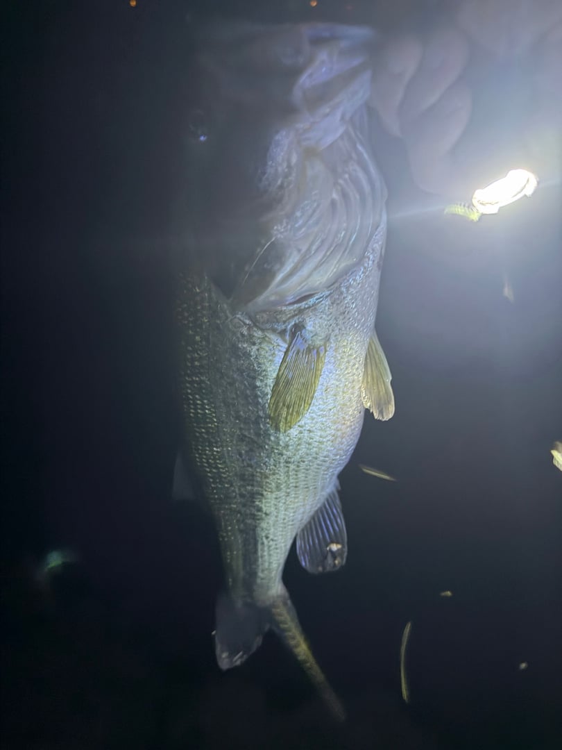 Largemouth Bass caught by Kristopher Meola