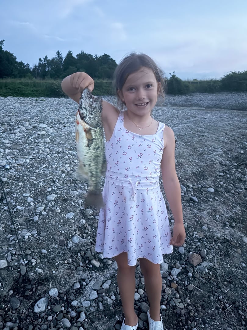 Largemouth Bass caught by Kristopher Meola
