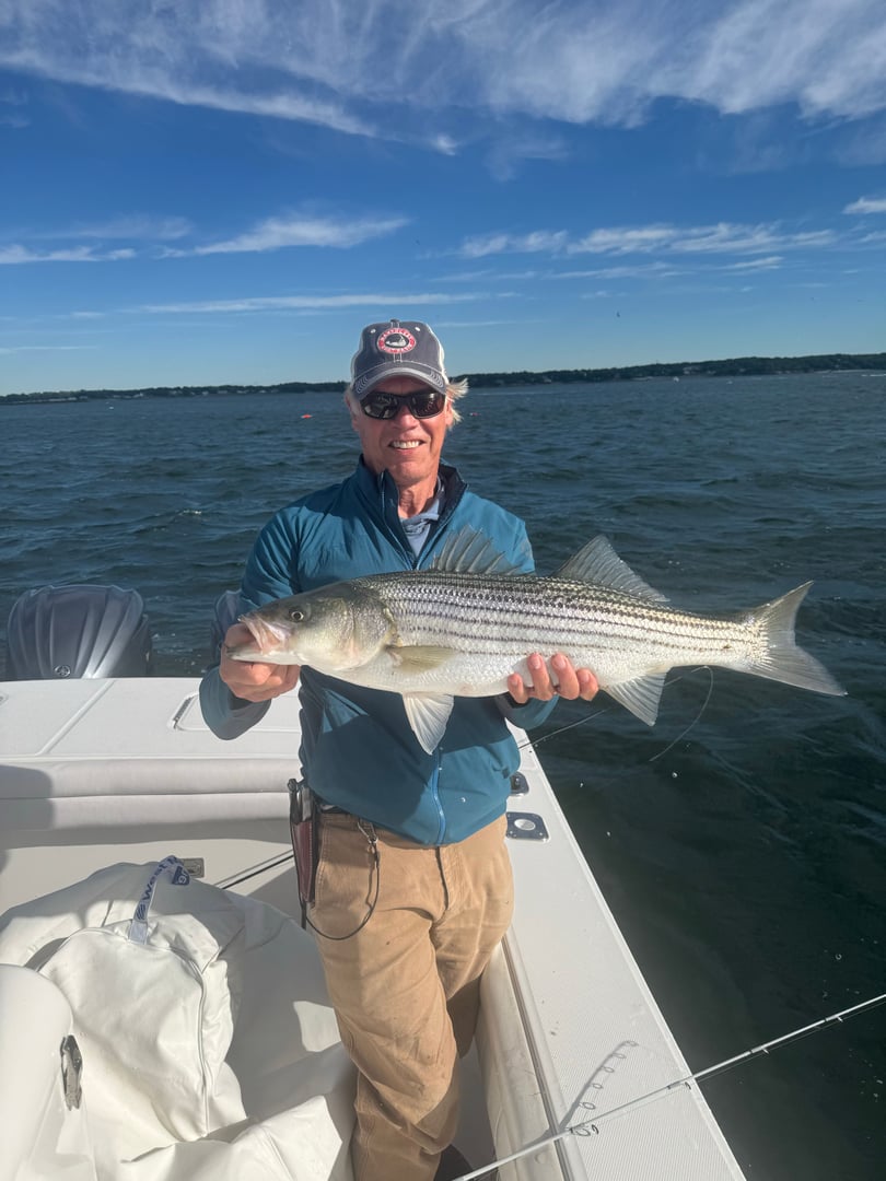 Striped Bass caught by Will Danforth