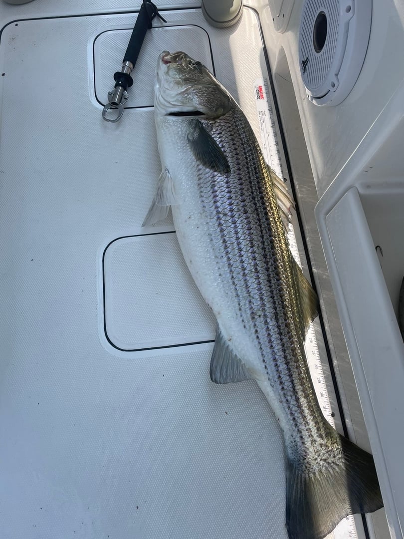 Striped Bass caught by Maxwell Dunn