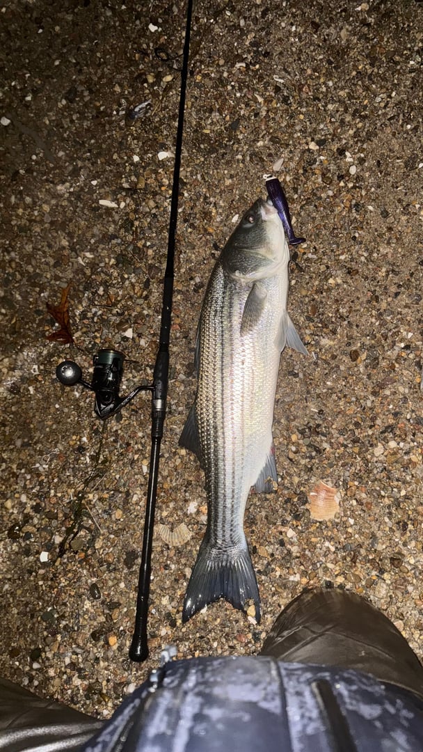 Striped Bass caught by Maxwell Dunn