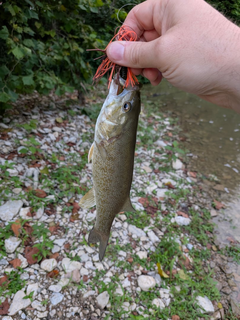 Smallmouth Bass caught by Scott Van Wye