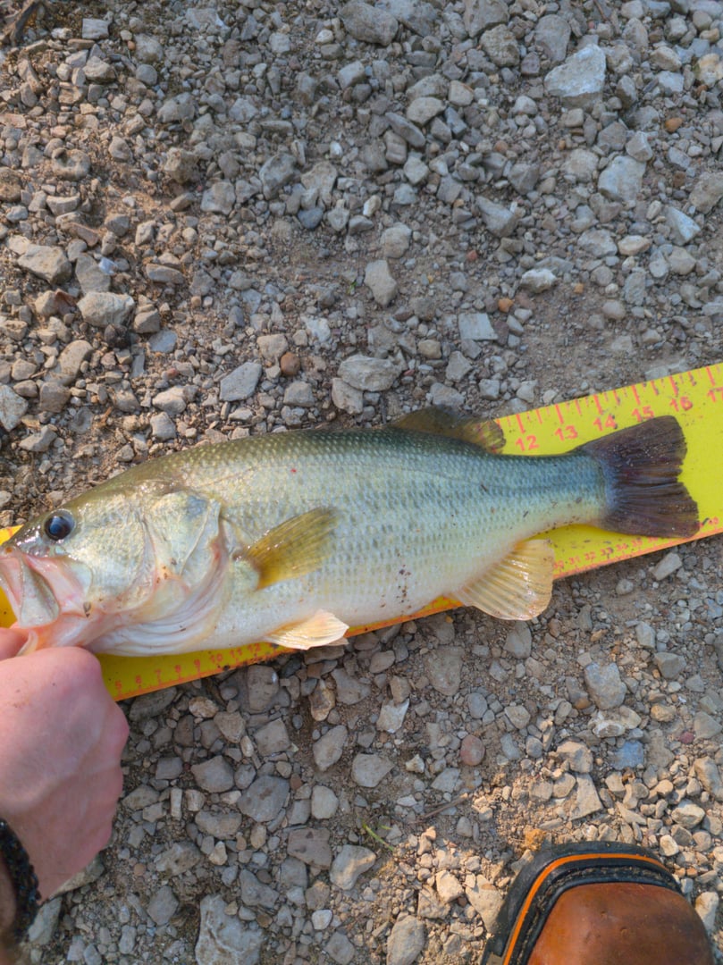 Largemouth Bass caught by Scott Van Wye