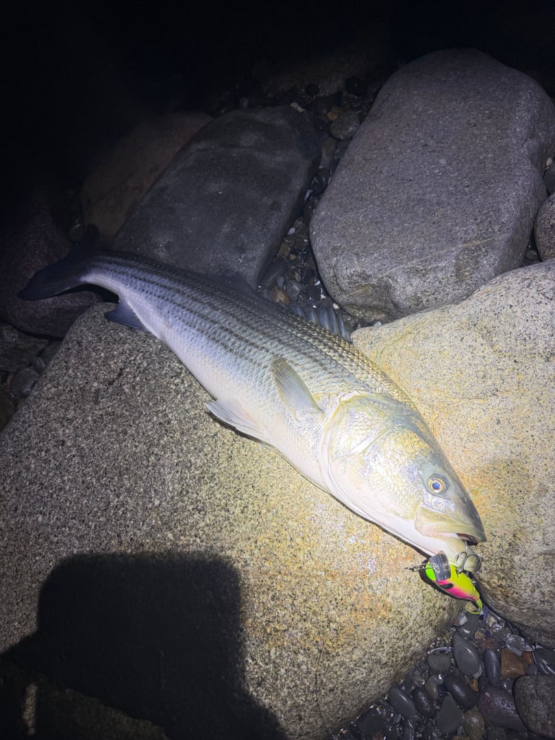 Striped Bass caught by Erich White