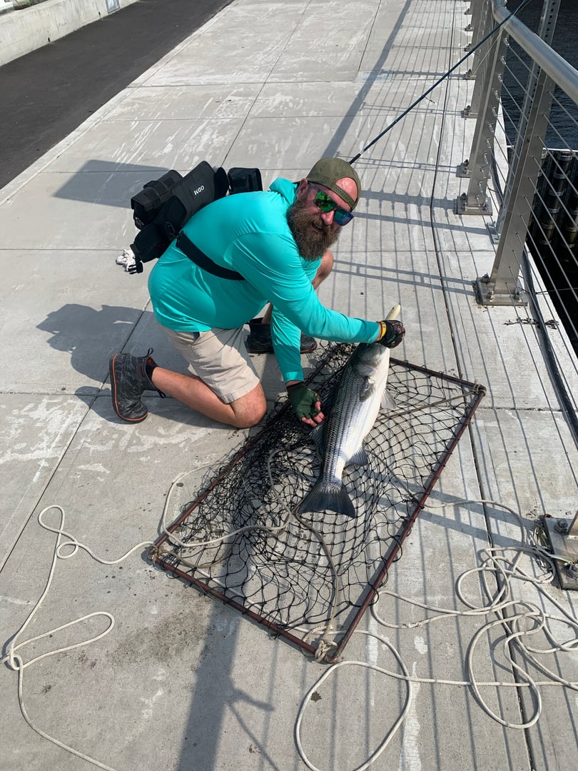 Striped Bass caught by Erich White