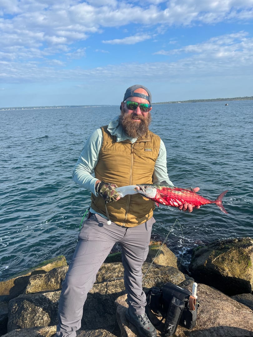 Atlantic Bonito caught by Erich White