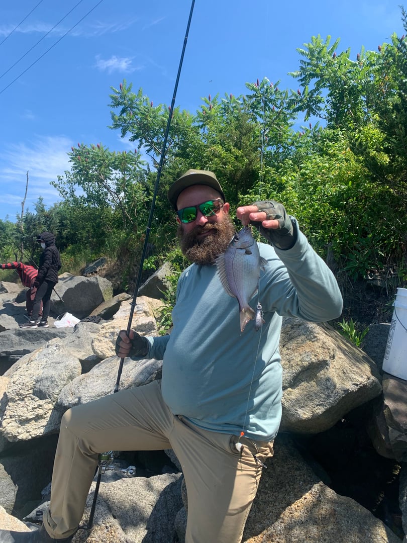 Scup caught by Erich White