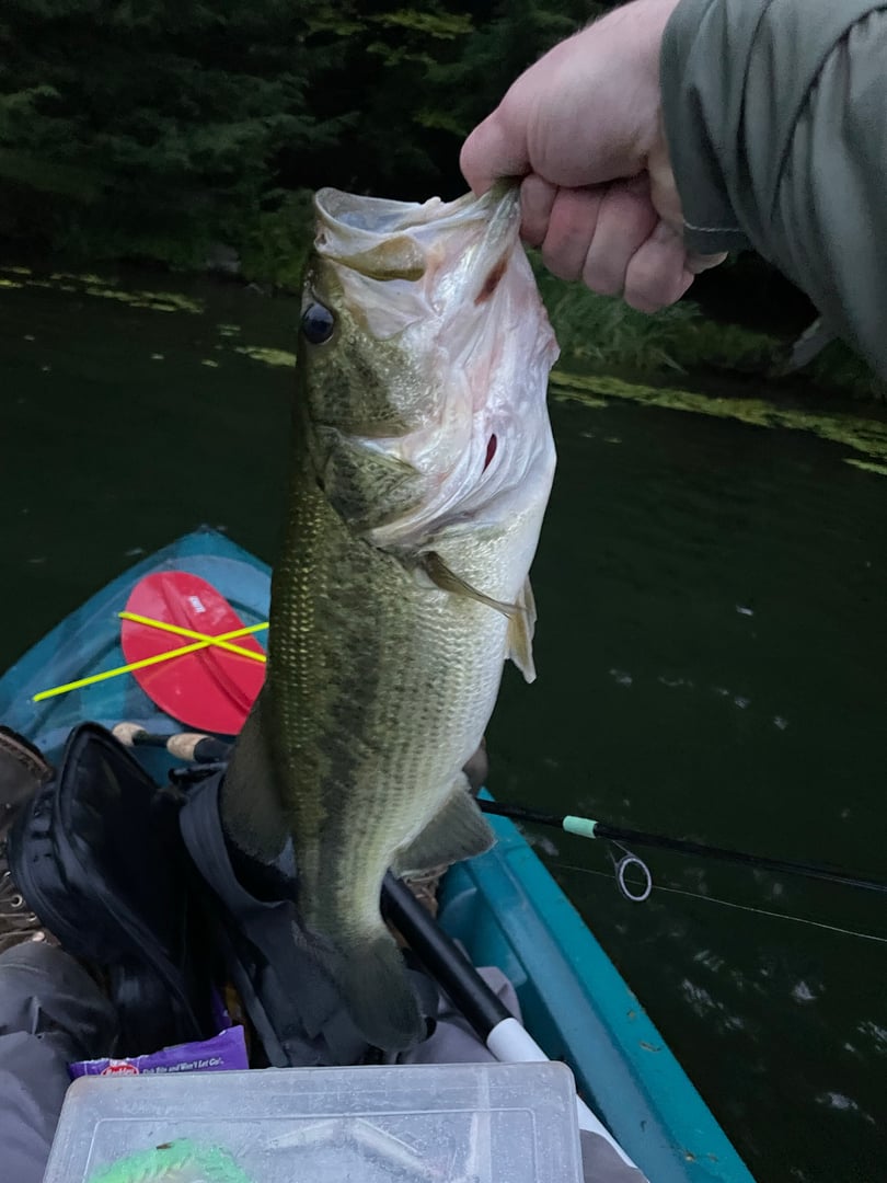 Largemouth Bass caught by Jordan Fleming