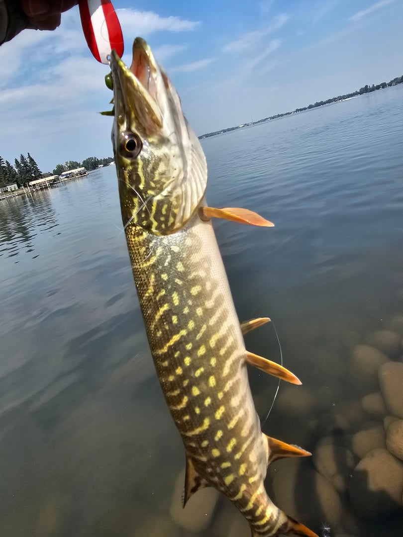 Northern Pike caught by mr. Jay