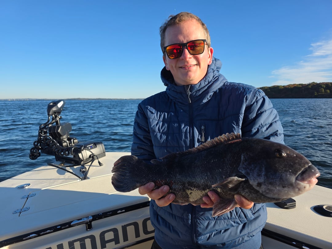 Tautog caught by Get Tight Sport Fishing Captain Brian Coombs