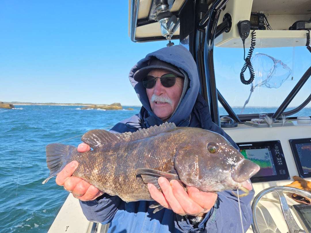 Tautog caught by Get Tight Sport Fishing Captain Brian Coombs