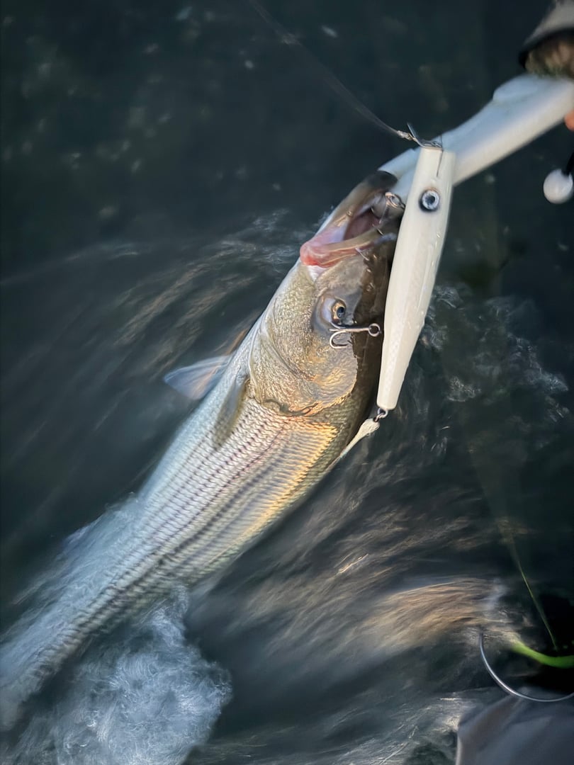 Striped Bass caught by Captain Erich