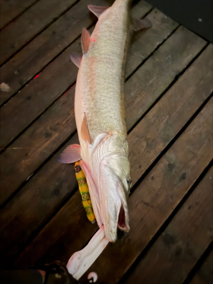 Muskellunge caught by Chief