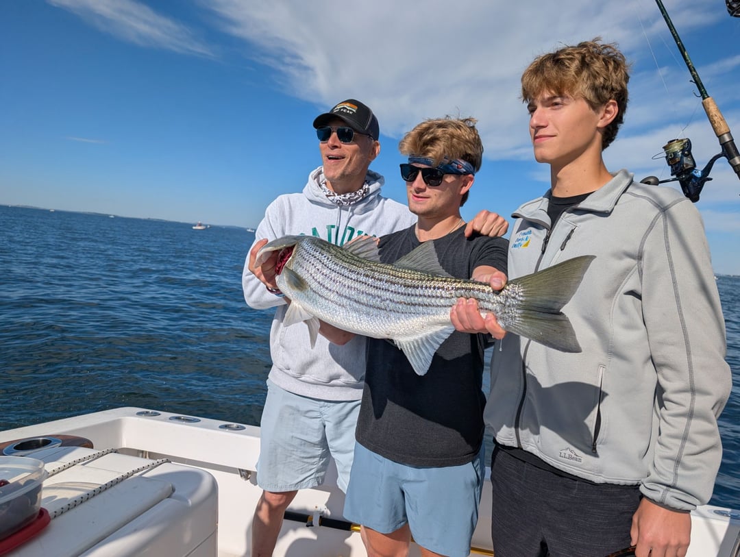 Striped Bass caught by Daniel Hermann