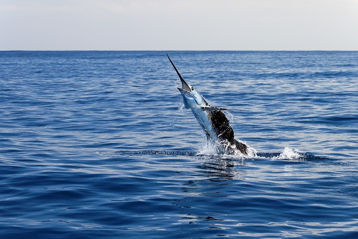 Billfish