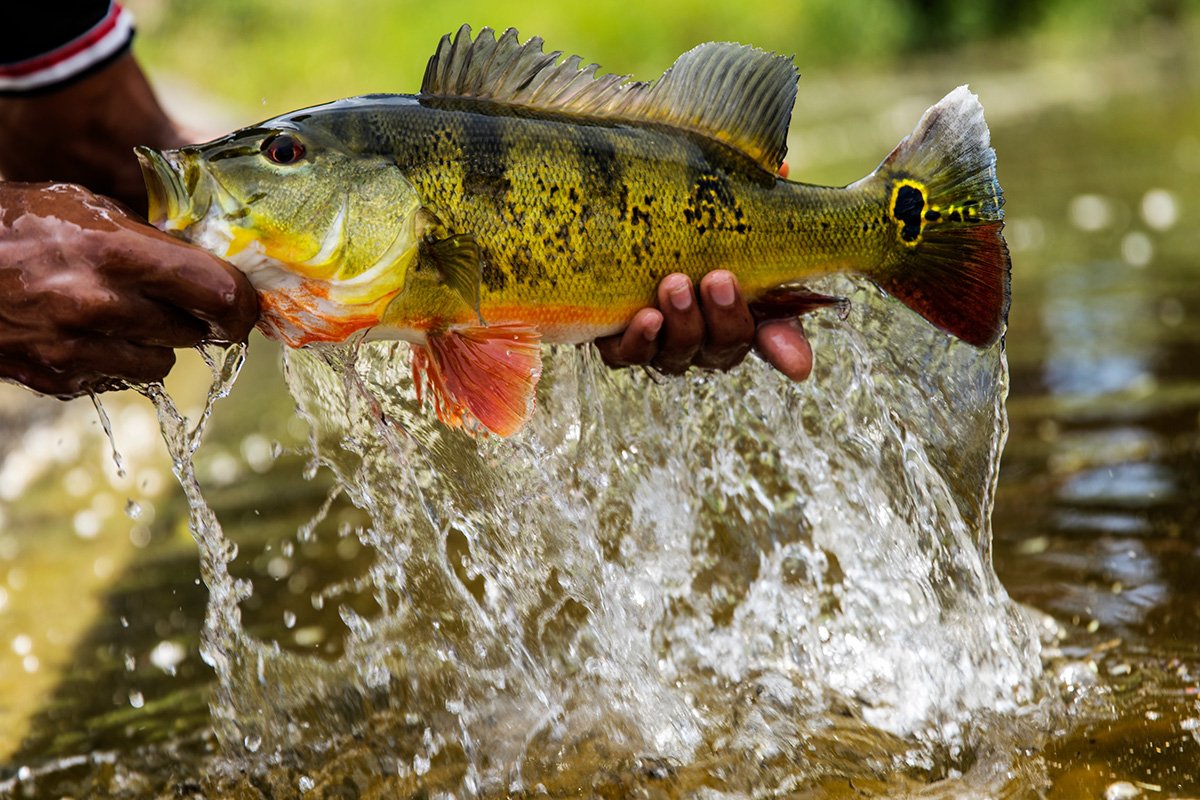 Pattern Peacock Bass
