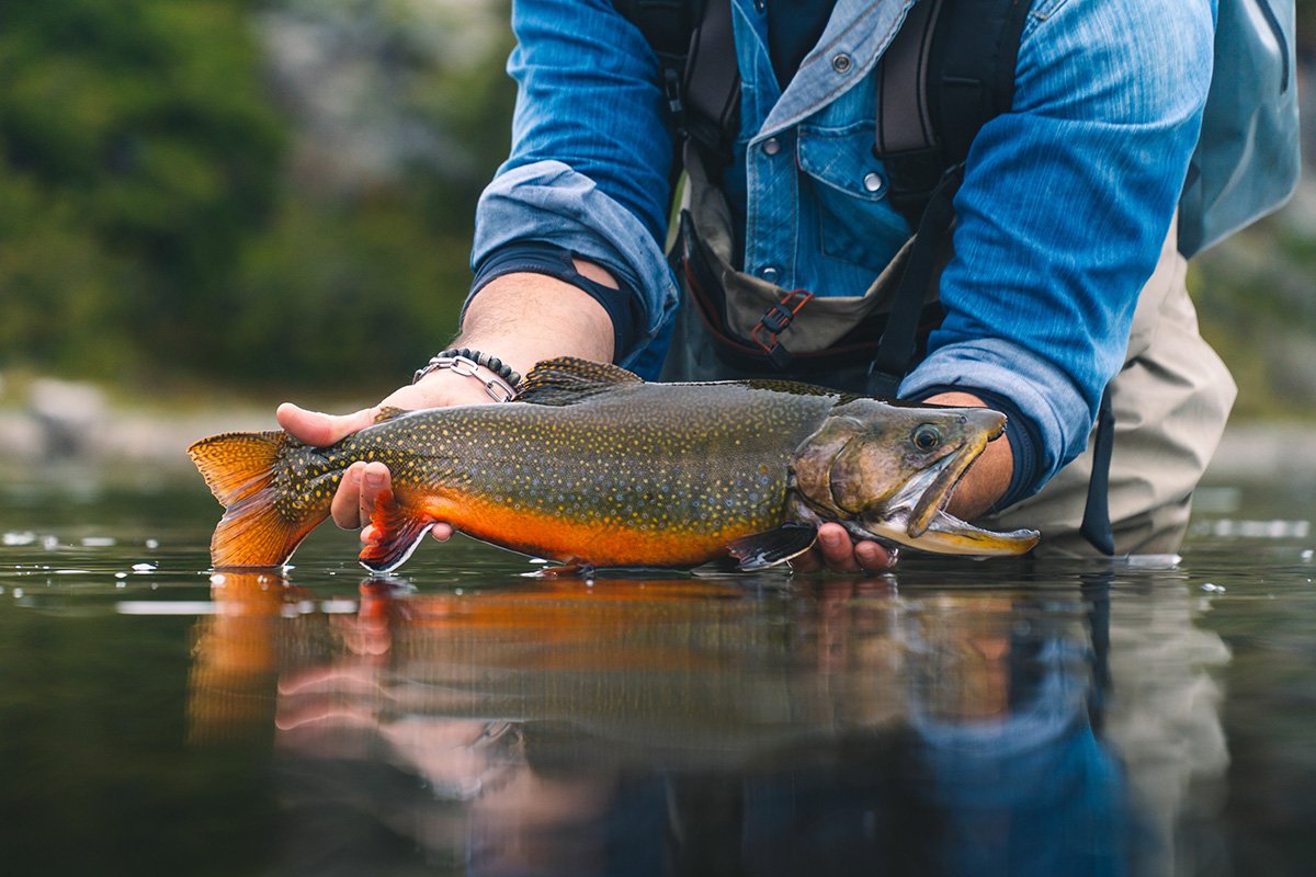 Pattern Salmon