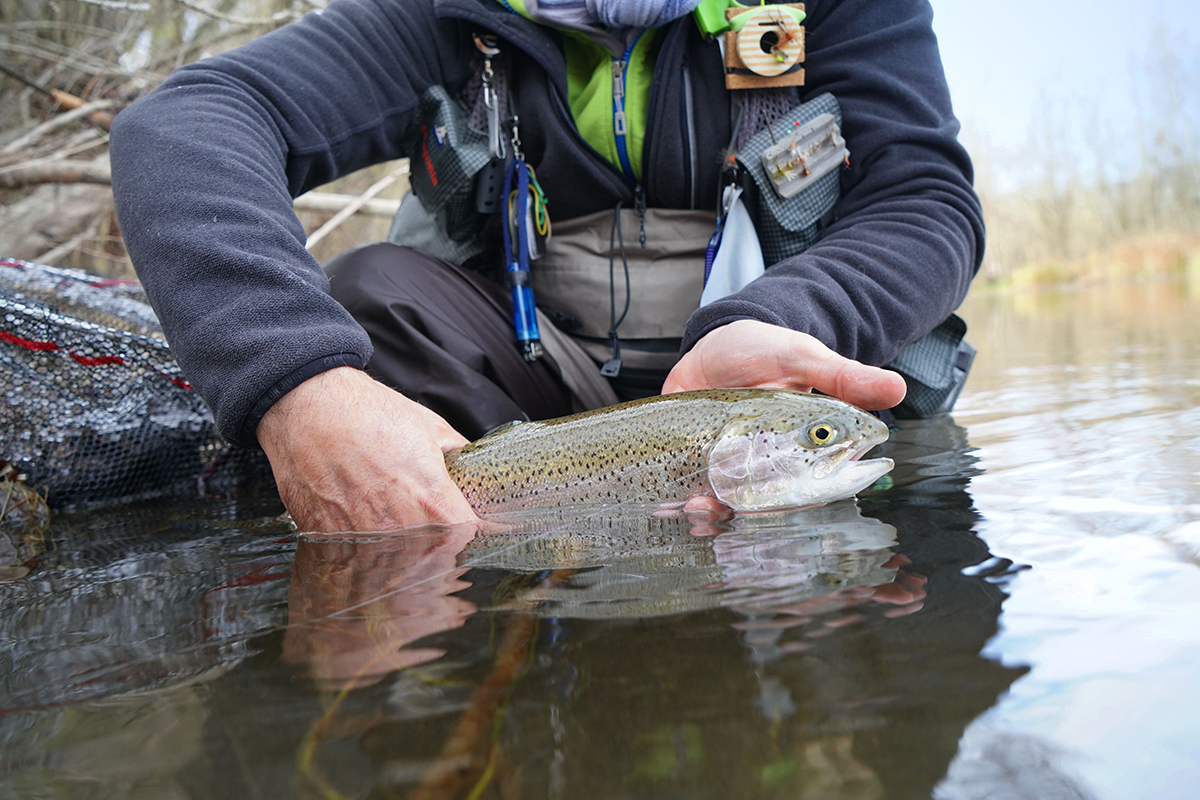 Rainbow trout