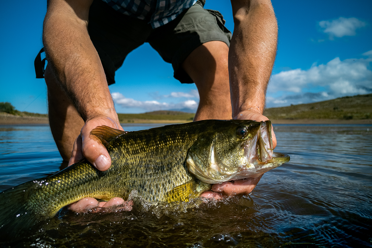 Bass