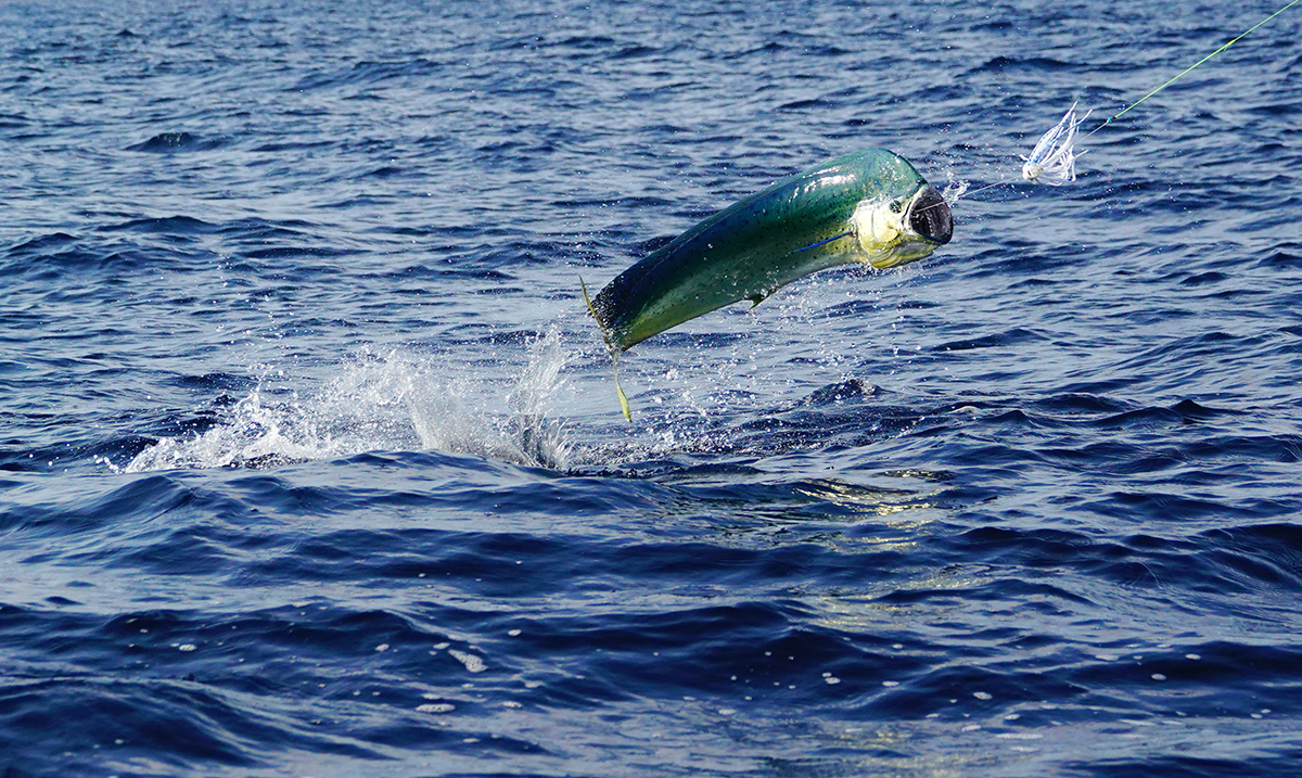 Mahi