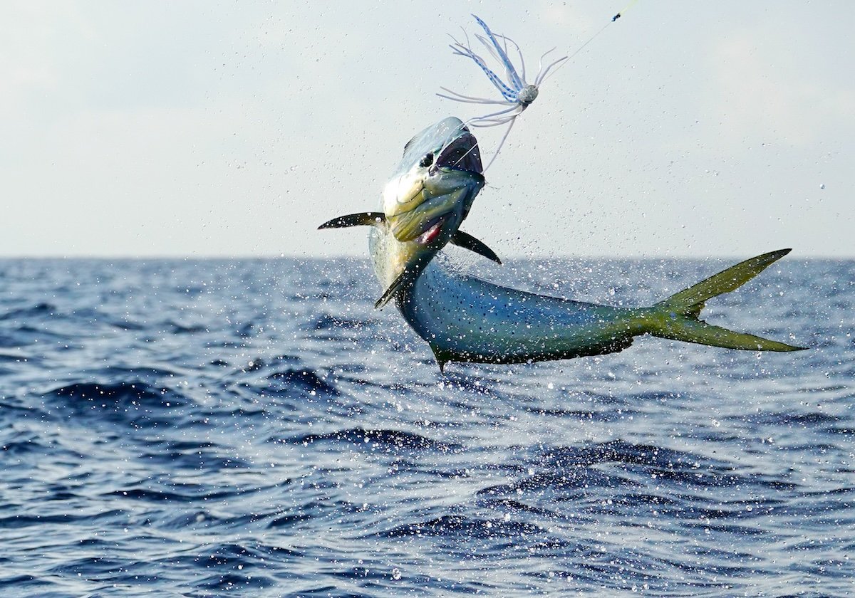Mahi dolphin fish
