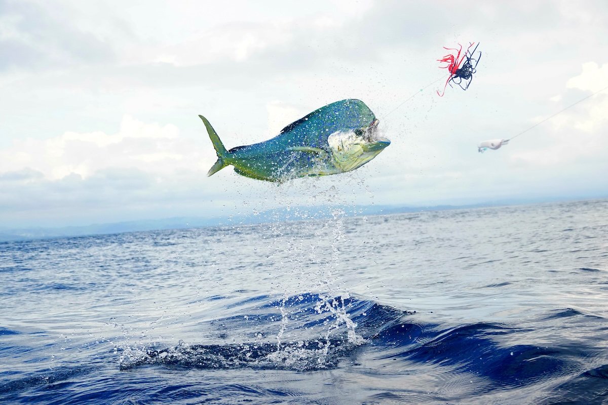 Nice catch