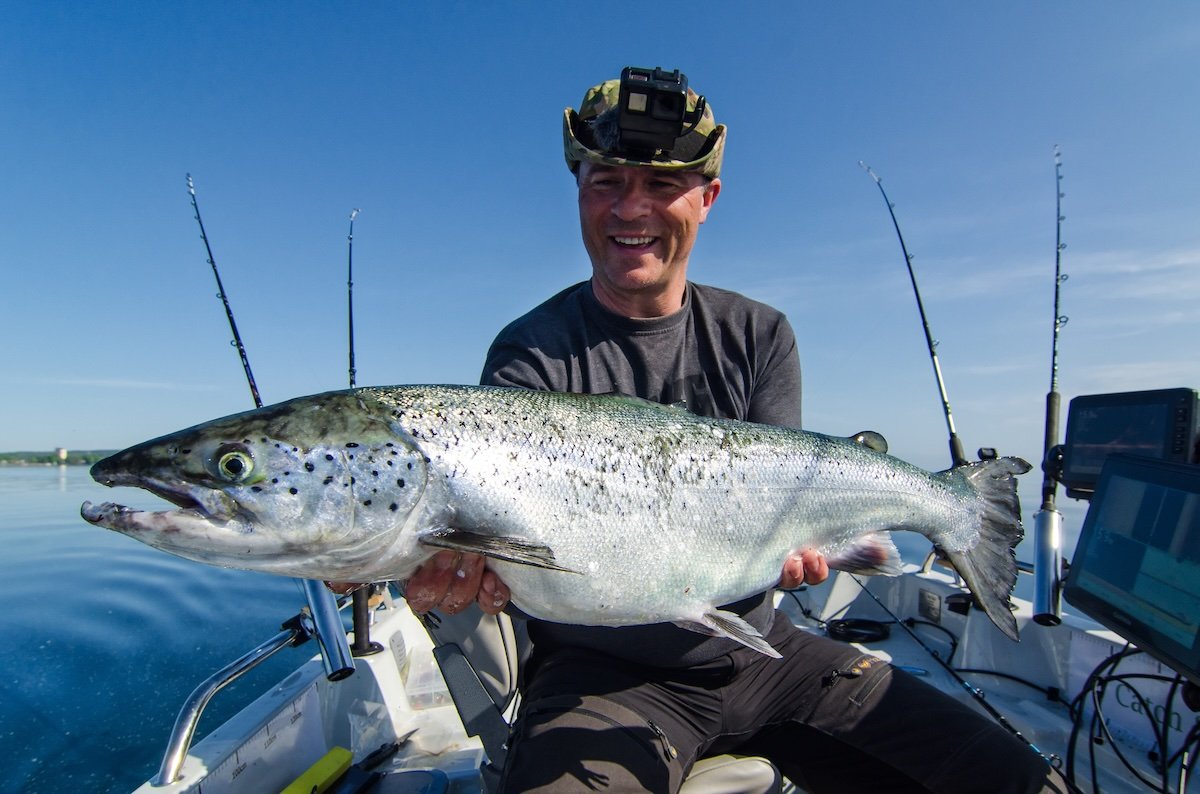 Salmon