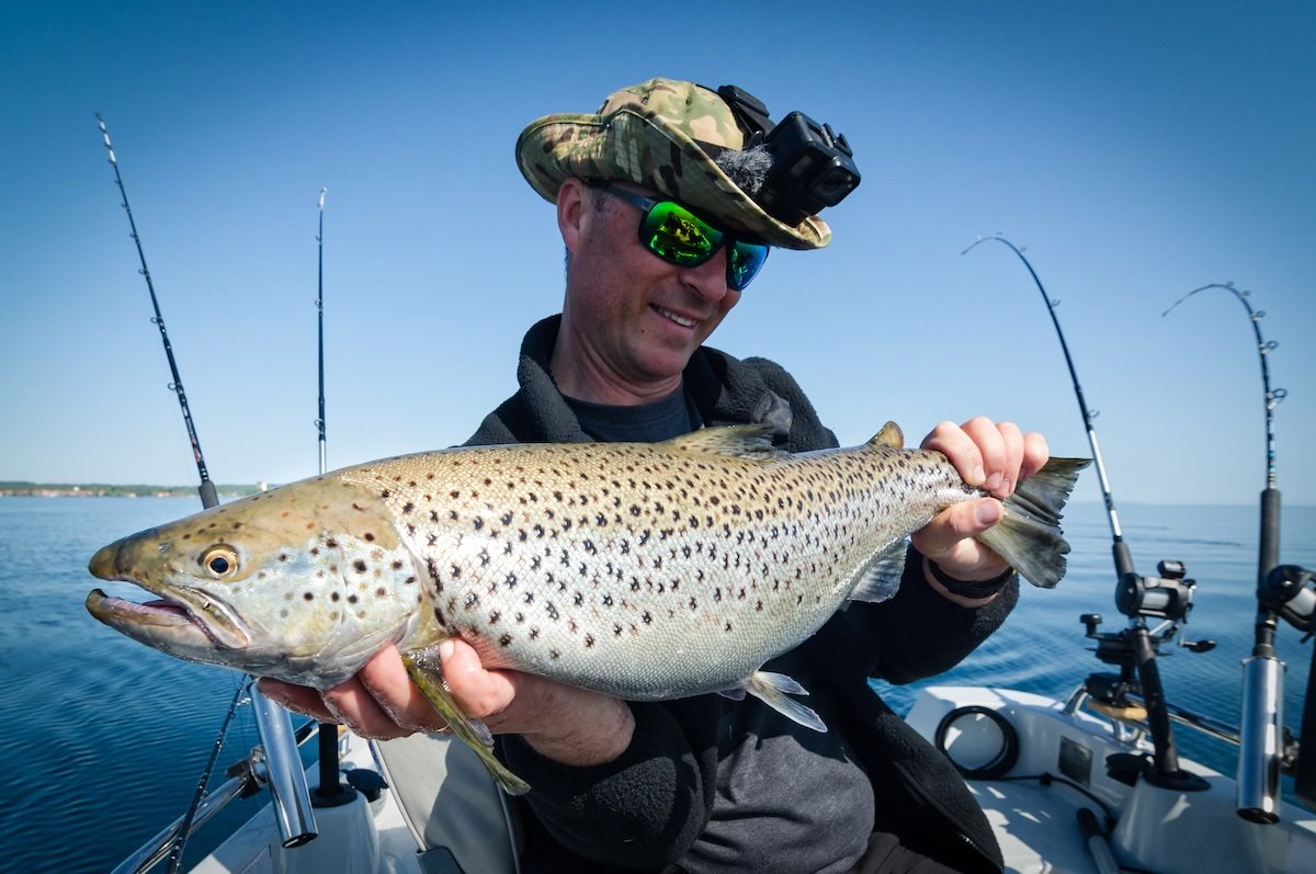 Sea trout