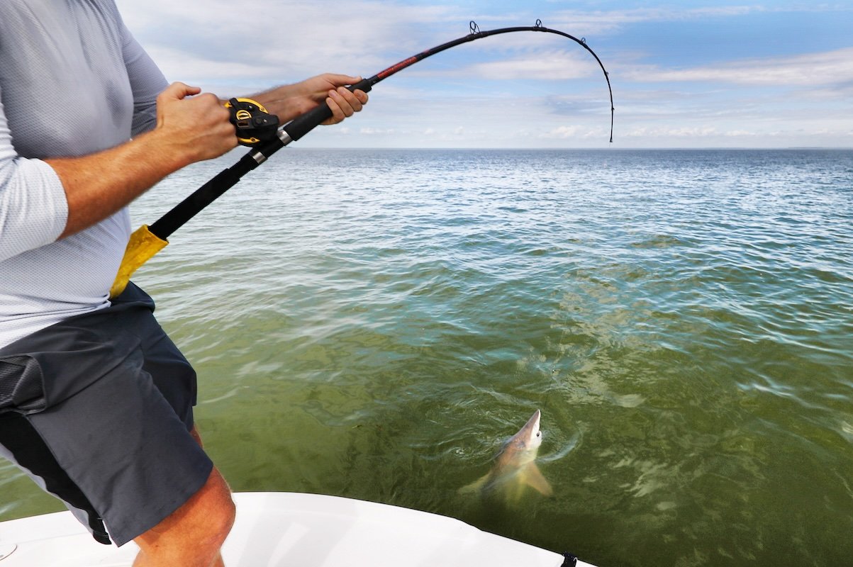 Inshore shark