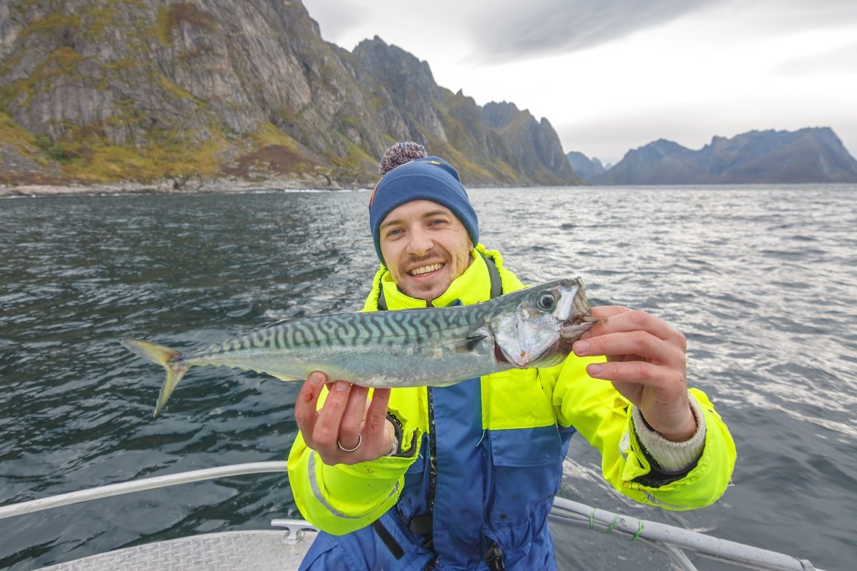 Mackerel