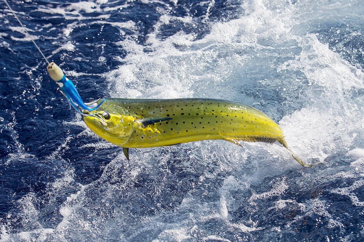 Mahi