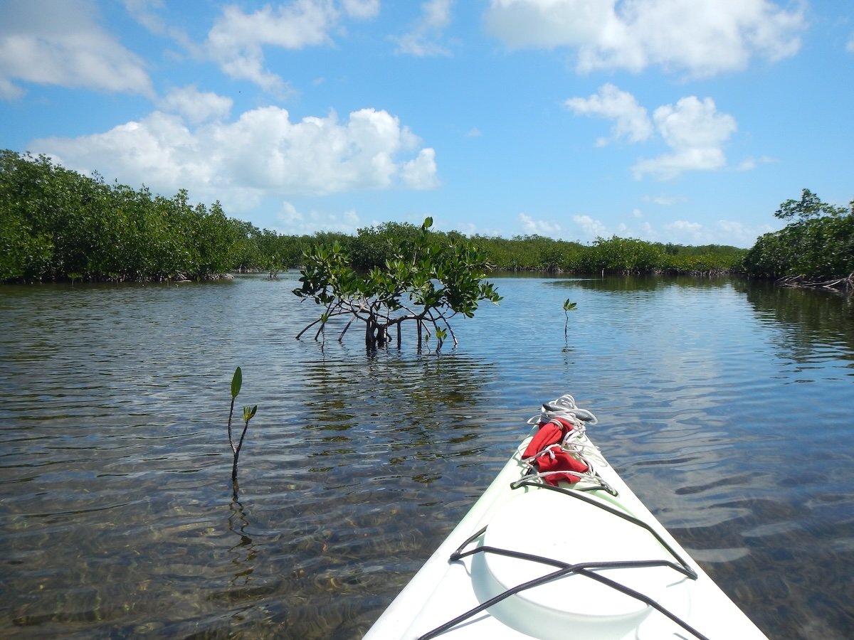 Mangroves tide