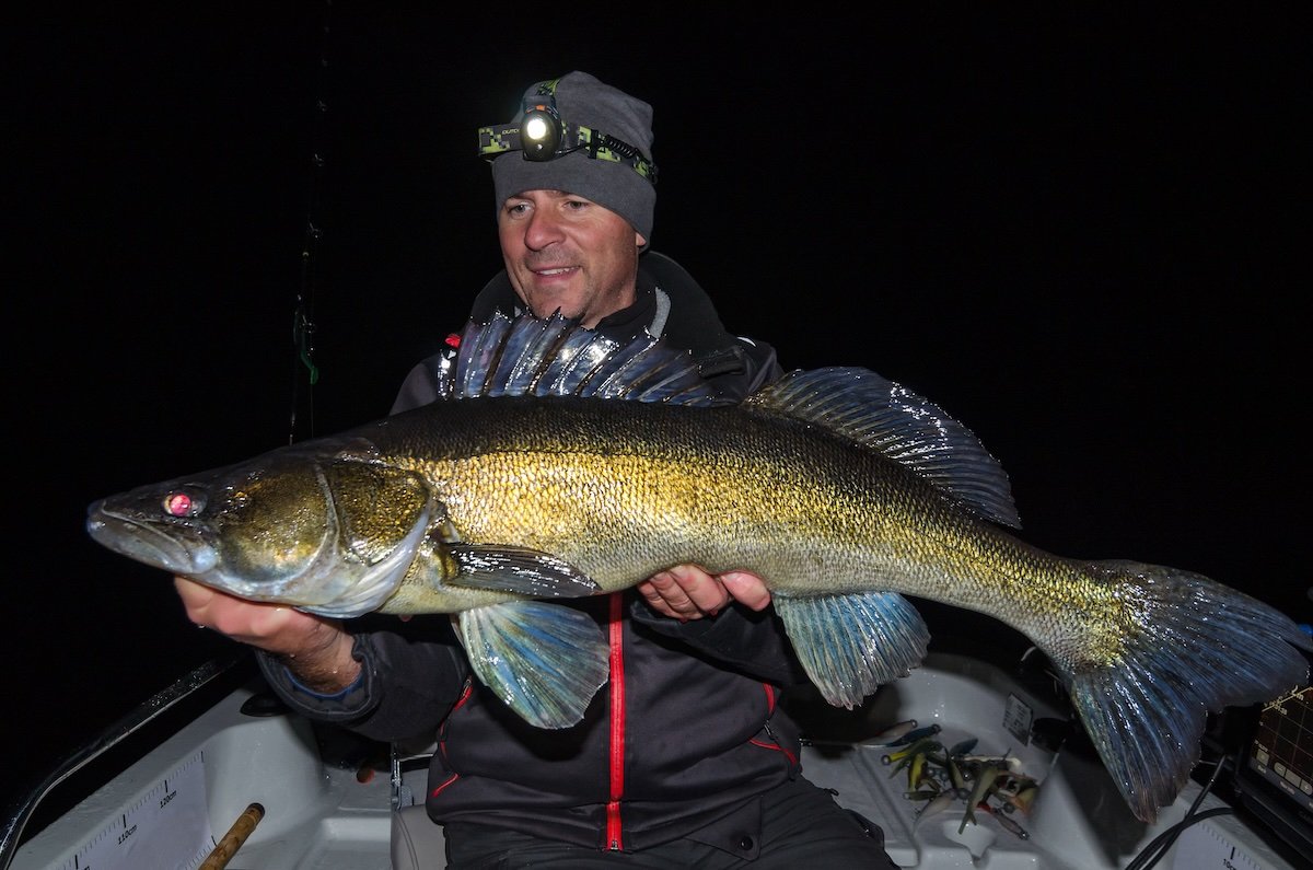 Zander at night