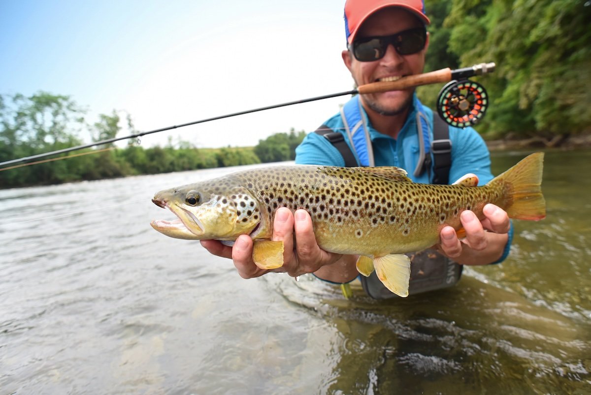 Brown trout